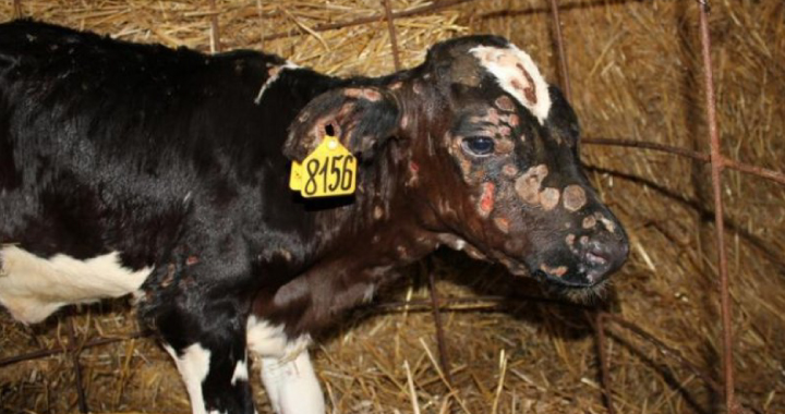 симптомы нодулярного дерматита у коров