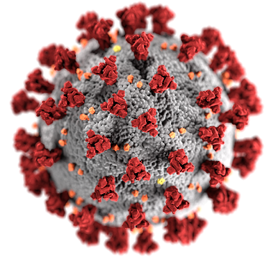 Штаммы коронавируса: их распространение и опасность