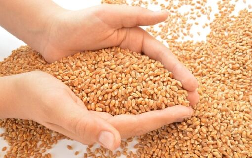 Органолептичний аналіз якості зерна