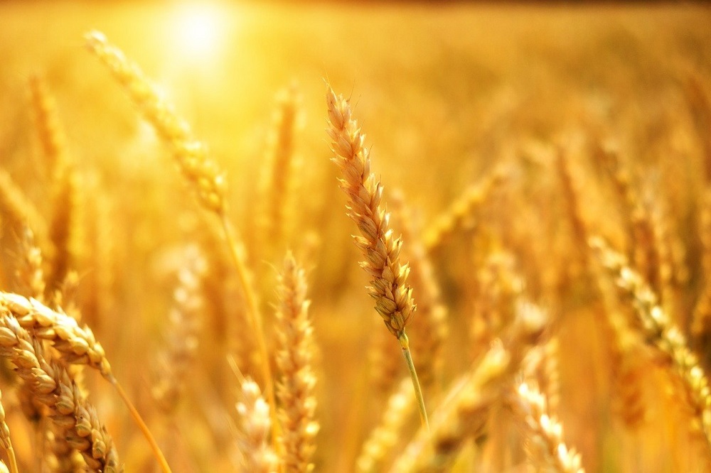 показники якості зерна пшениці