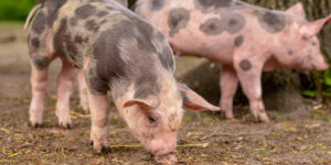 Самые опасные заболевания свиней: симптомы и диагностика