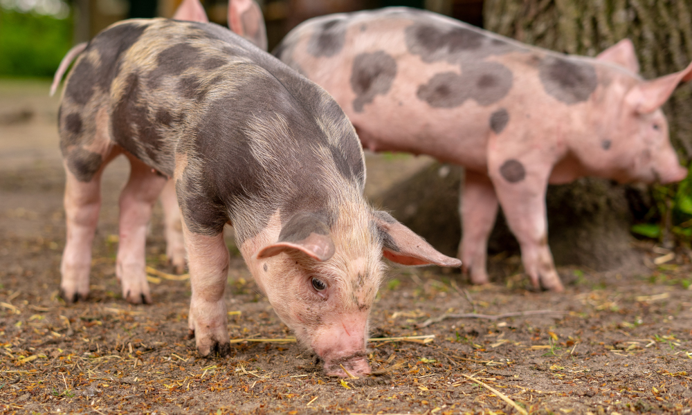 Самые опасные заболевания свиней: симптомы и диагностика