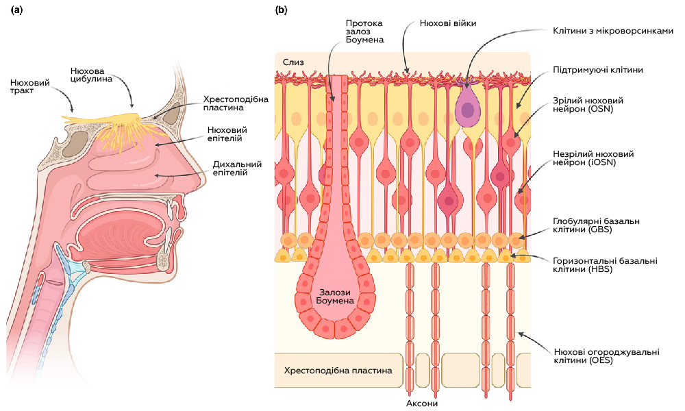 Рис. 2 Пахучие молекулы проникают в полость носа и дендриты обонятельных нейронов улавливают их наличие