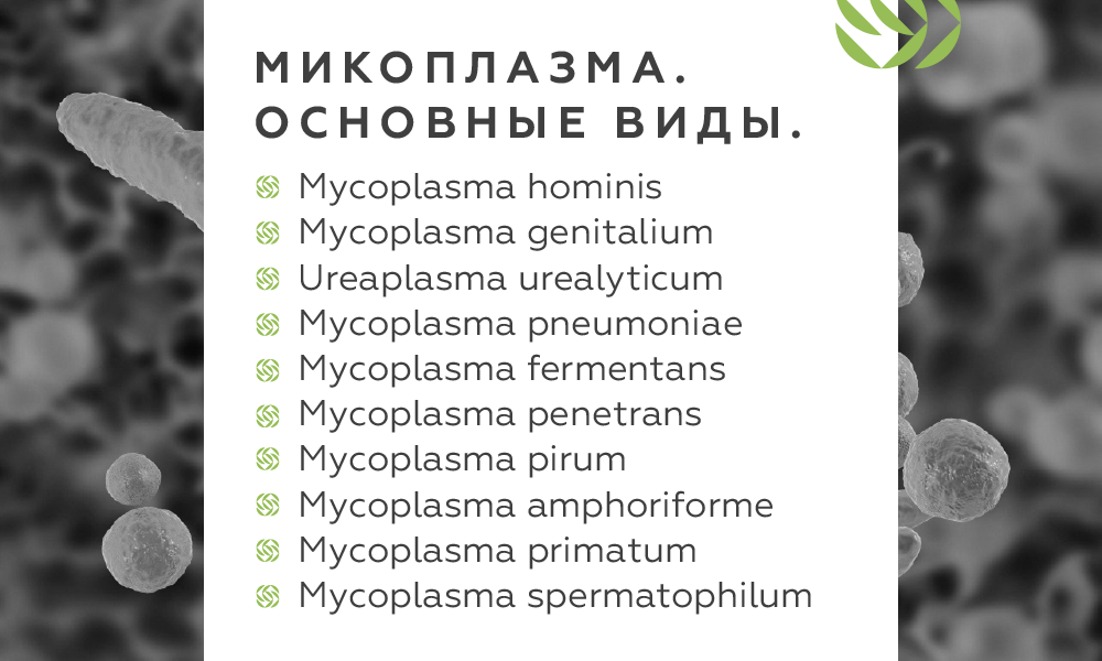 Микоплазма. Основные виды